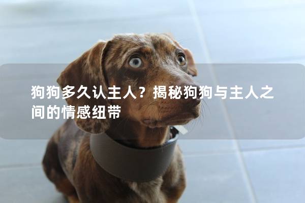 狗狗多久認主人？揭秘狗狗與主人之間的情感紐帶