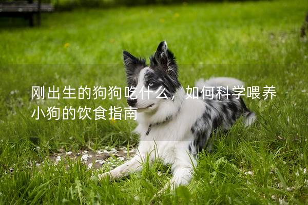 剛出生的狗狗吃什么，如何科學喂養小狗的飲食指南