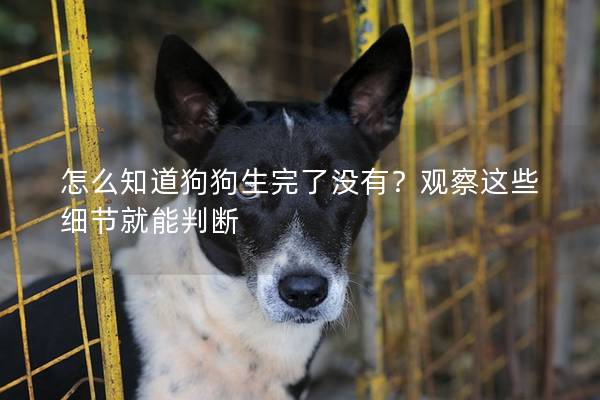 怎么知道狗狗生完了沒有？觀察這些細(xì)節(jié)就能判斷