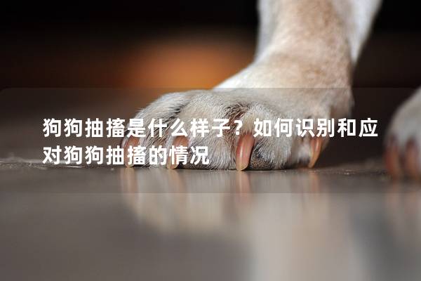 狗狗抽搐是什么樣子？如何識(shí)別和應(yīng)對(duì)狗狗抽搐的情況