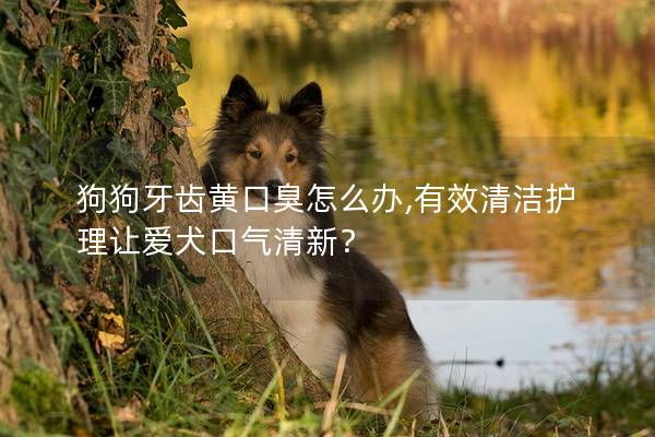 狗狗牙齒黃口臭怎么辦,有效清潔護理讓愛犬口氣清新？