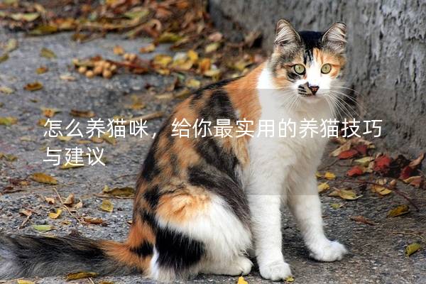 怎么養貓咪，給你最實用的養貓技巧與建議