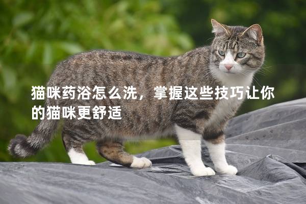 貓咪藥浴怎么洗，掌握這些技巧讓你的貓咪更舒適