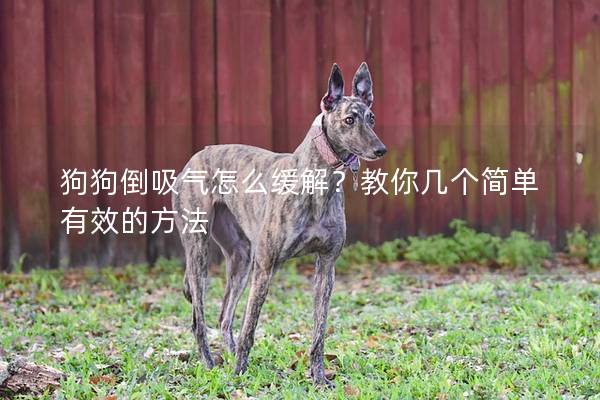 狗狗倒吸氣怎么緩解？教你幾個簡單有效的方法