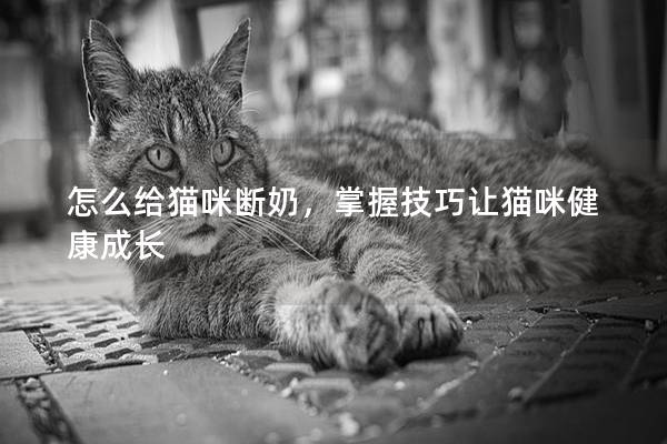 怎么給貓咪斷奶，掌握技巧讓貓咪健康成長