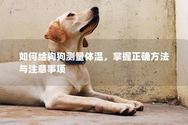 如何給狗狗測(cè)量體溫，掌握正確方法與注意事項(xiàng)