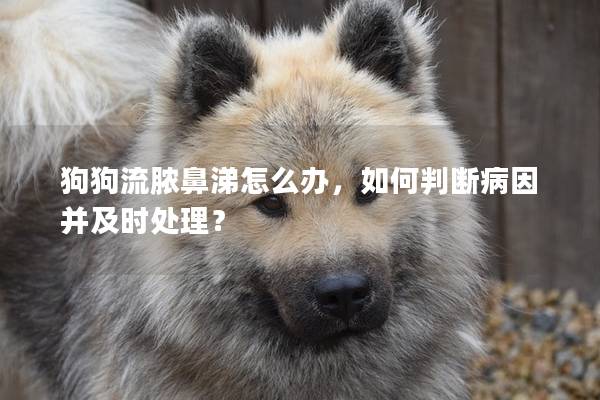 狗狗流膿鼻涕怎么辦，如何判斷病因并及時處理？