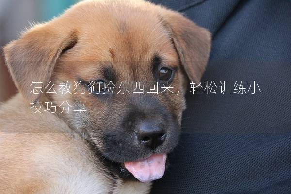 怎么教狗狗撿東西回來，輕松訓(xùn)練小技巧分享