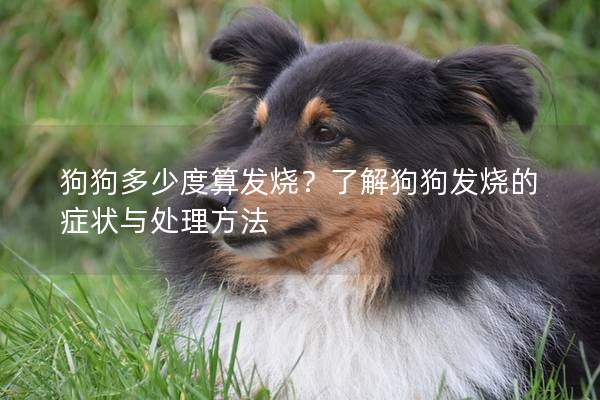 狗狗多少度算發(fā)燒？了解狗狗發(fā)燒的癥狀與處理方法