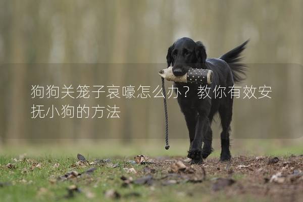 狗狗關(guān)籠子哀嚎怎么辦？教你有效安撫小狗的方法