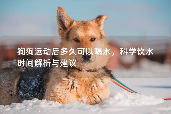 狗狗運動后多久可以喝水，科學飲水時間解析與建議