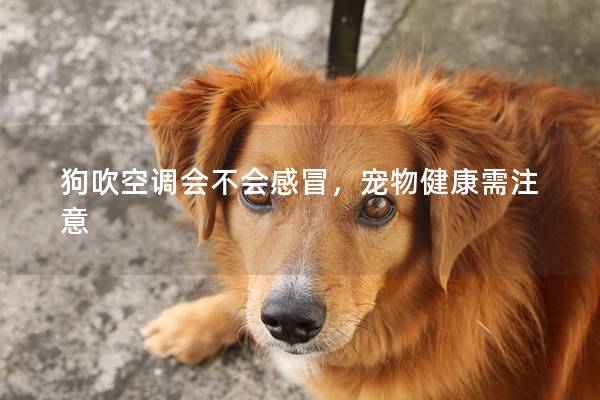 狗吹空調(diào)會(huì)不會(huì)感冒,寵物健康需注意 狗吹空調(diào)會(huì)不會(huì)感冒,寵物健康需注意