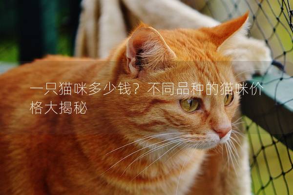 一只貓咪多少錢？不同品種的貓咪價格大揭秘
