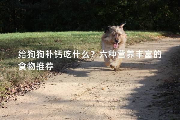 給狗狗補鈣吃什么？六種營養豐富的食物推薦