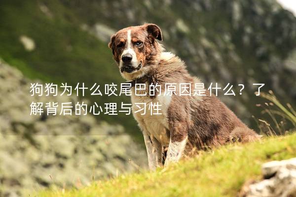 狗狗為什么咬尾巴的原因是什么？了解背后的心理與習性