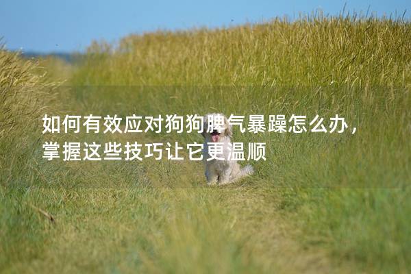 如何有效應對狗狗脾氣暴躁怎么辦，掌握這些技巧讓它更溫順