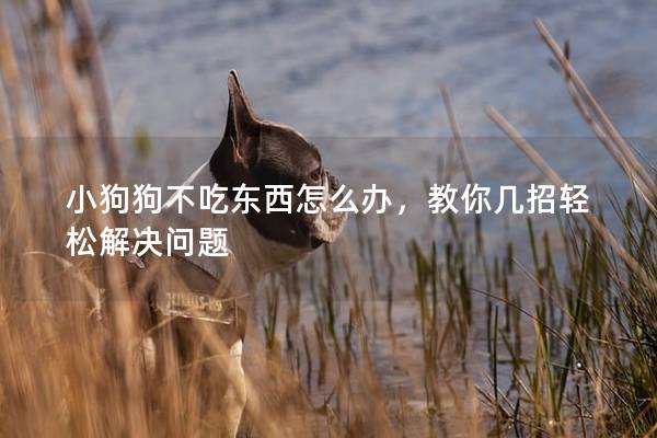小狗狗不吃東西怎么辦，教你幾招輕松解決問題