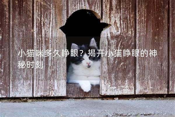 小貓咪多久睜眼？揭開小貓睜眼的神秘時刻