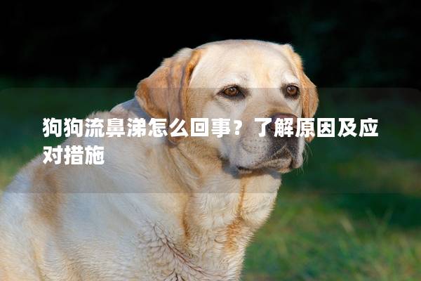 狗狗流鼻涕怎么回事？了解原因及應對措施