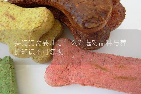 買狗狗需要注意什么？選對品種與養(yǎng)護(hù)知識不可忽視