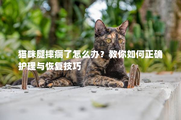 貓咪腿摔瘸了怎么辦？教你如何正確護(hù)理與恢復(fù)技巧