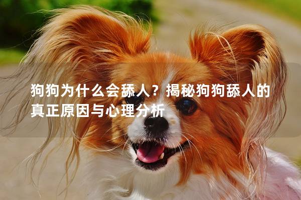狗狗為什么會舔人?揭秘狗狗舔人的真正原因與心理分析 狗狗為什么會舔人?揭秘狗狗舔人的真正原因與心理分析