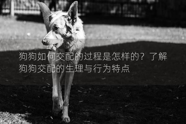 狗狗如何交配的過程是怎樣的？了解狗狗交配的生理與行為特點
