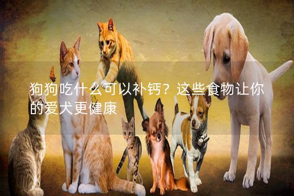 狗狗吃什么可以補鈣？這些食物讓你的愛犬更健康