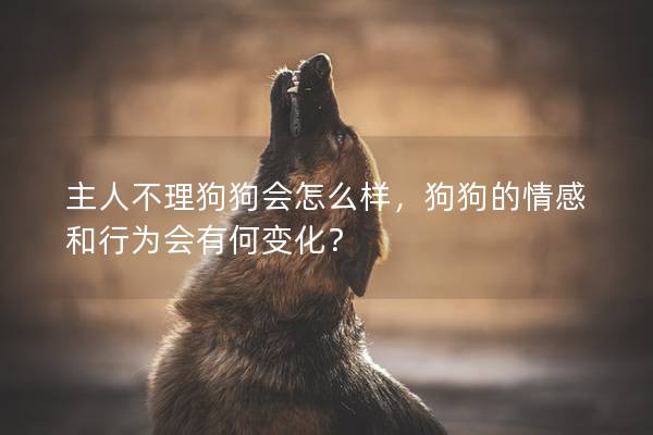 主人不理狗狗會怎么樣，狗狗的情感和行為會有何變化？