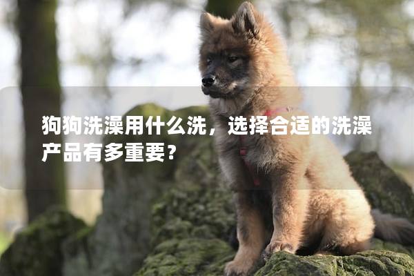 狗狗洗澡用什么洗，選擇合適的洗澡產品有多重要？