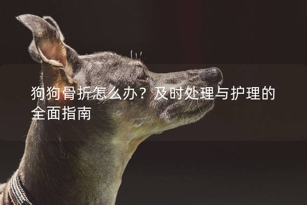 狗狗骨折怎么辦？及時(shí)處理與護(hù)理的全面指南