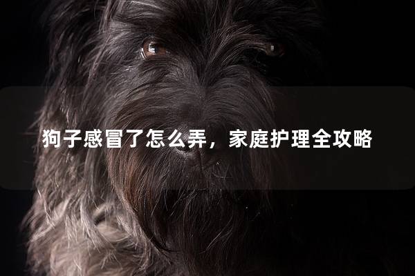 狗子感冒了怎么弄，家庭護理全攻略