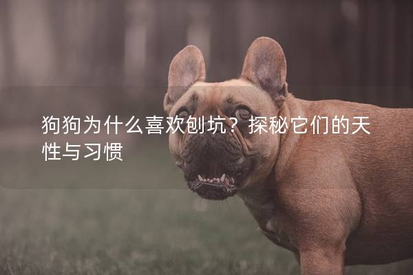 狗狗為什么喜歡刨坑?探秘它們的天性與習(xí)慣 狗狗為什么喜歡刨坑?探秘它們的天性與習(xí)慣