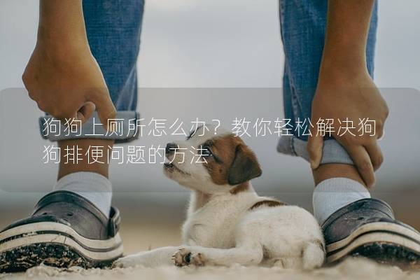 狗狗上廁所怎么辦？教你輕松解決狗狗排便問題的方法