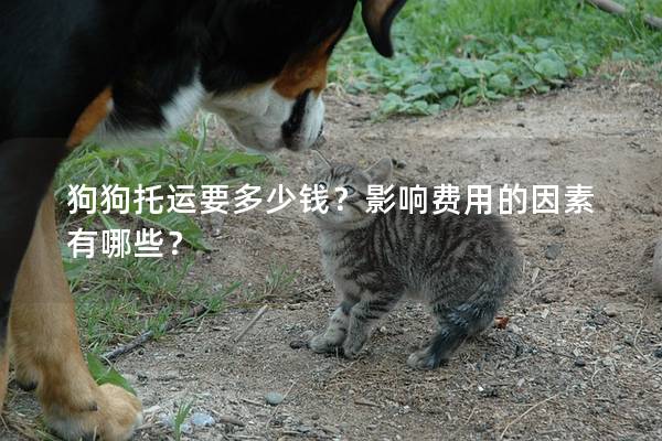 狗狗托運要多少錢？影響費用的因素有哪些？