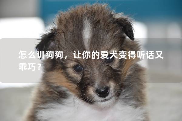怎么訓(xùn)狗狗，讓你的愛犬變得聽話又乖巧？