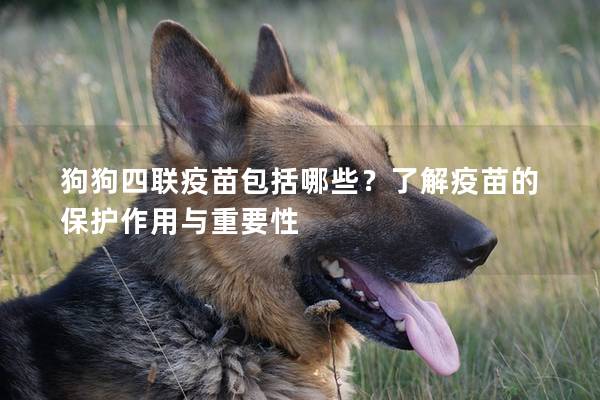 狗狗四聯疫苗包括哪些？了解疫苗的保護作用與重要性