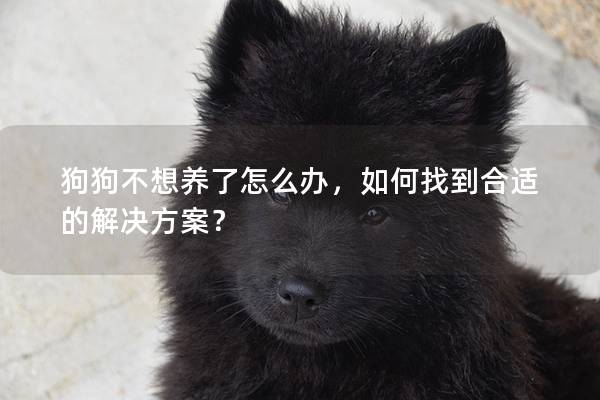 狗狗不想養了怎么辦,如何找到合適的解決方案? 狗狗不想養了怎么辦,如何找到合適的解決方案?