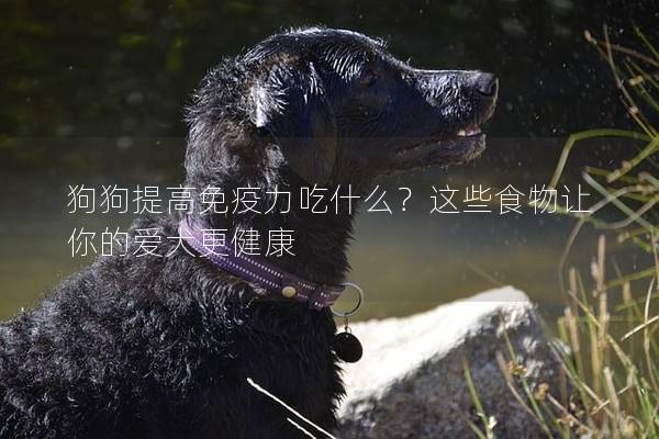 狗狗提高免疫力吃什么？這些食物讓你的愛犬更健康