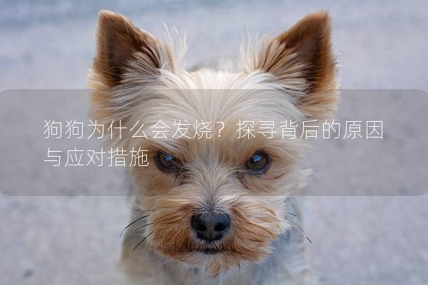 狗狗為什么會發燒？探尋背后的原因與應對措施