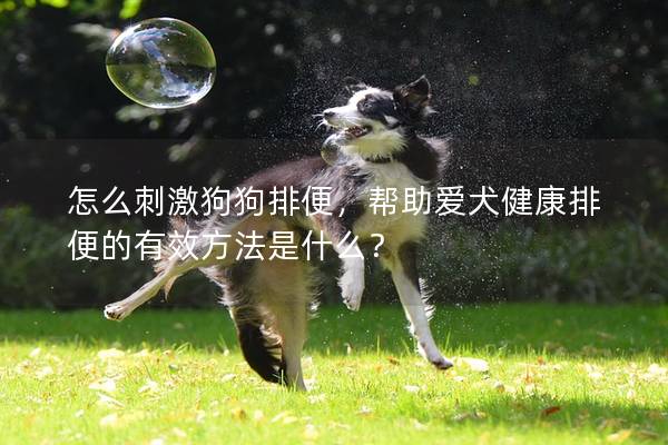 怎么刺激狗狗排便，幫助愛犬健康排便的有效方法是什么？