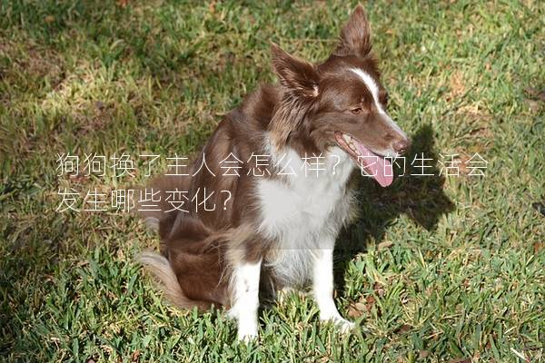 狗狗換了主人會怎么樣？它的生活會發(fā)生哪些變化？