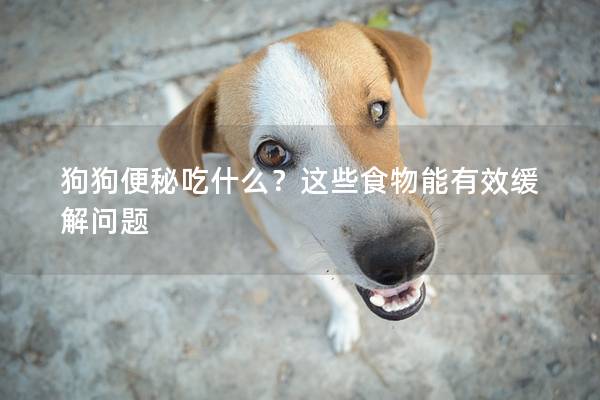 狗狗便秘吃什么？這些食物能有效緩解問題