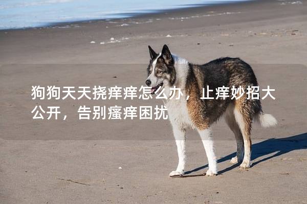 狗狗天天撓癢癢怎么辦，止癢妙招大公開，告別瘙癢困擾