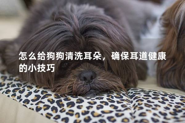 怎么給狗狗清洗耳朵，確保耳道健康的小技巧