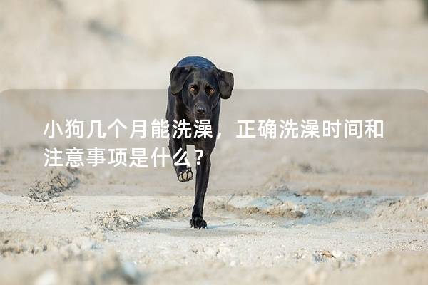 小狗幾個(gè)月能洗澡,正確洗澡時(shí)間和注意事項(xiàng)是什么? 小狗幾個(gè)月能洗澡,正確洗澡時(shí)間和注意事項(xiàng)是什么?