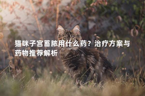 貓咪子宮蓄膿用什么藥？治療方案與藥物推薦解析