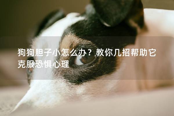 狗狗膽子小怎么辦？教你幾招幫助它克服恐懼心理