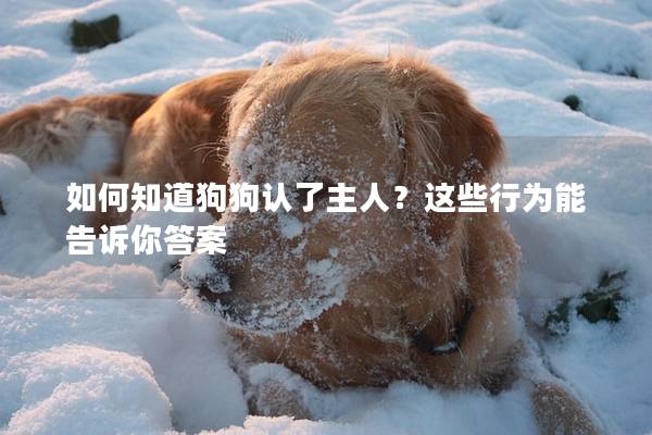 如何知道狗狗認了主人？這些行為能告訴你答案
