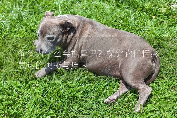 狗狗為什么會搖尾巴？探究它們情感表達的奧秘與原因